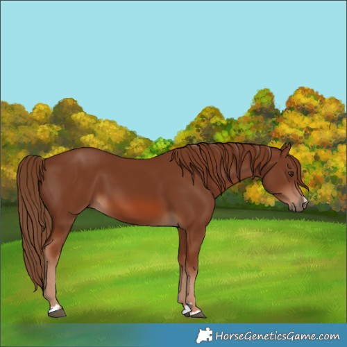 Horse Color:Chestnut 