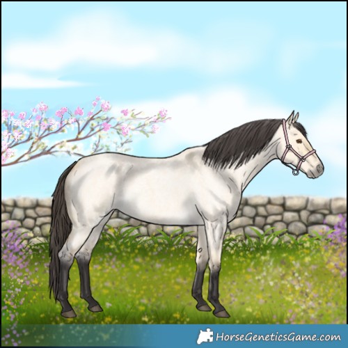 Horse Color:Buckskin Roan Dun 