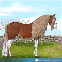 Horse Color:Chestnut Splash 