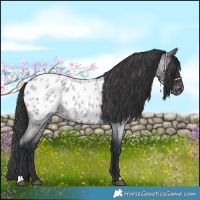 Horse Color:Blue Roan Appaloosa 