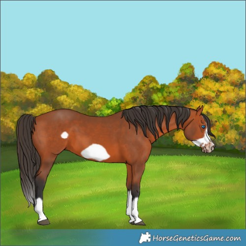 Horse Color:Bay Splash Frame