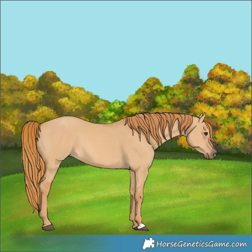 Horse Color:Red Dun 