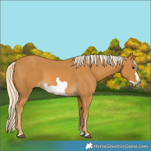 Horse Color:Palomino Splash Frame