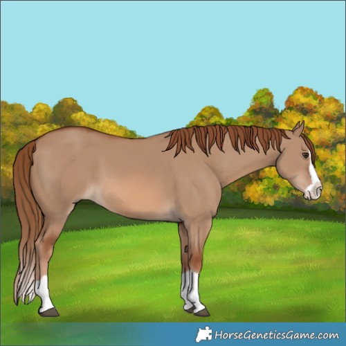 Horse Color:Red Dun Splash 