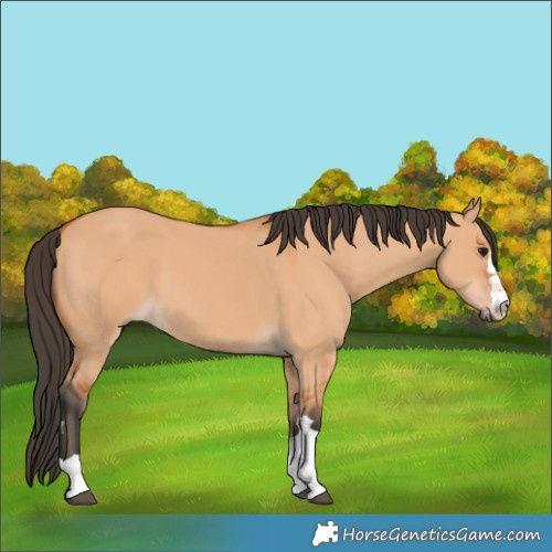 Horse Color:Bay Dun 