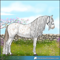 Horse Color:Buckskin Appaloosa