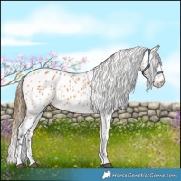 Horse Color:Buckskin Appaloosa 