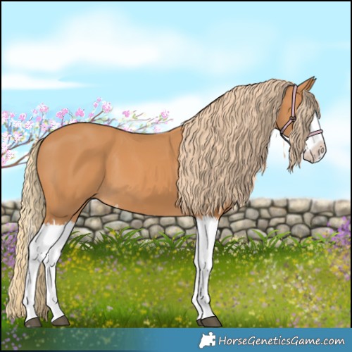 Horse Color:Chestnut Splash 