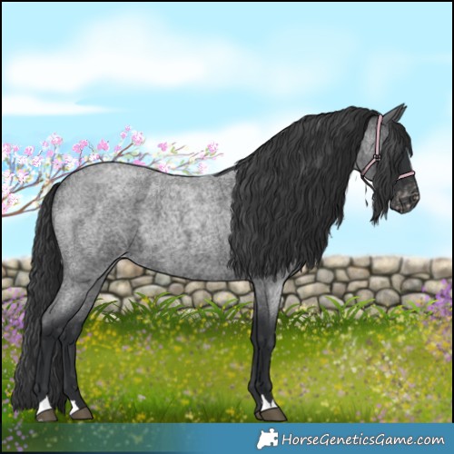 Horse Color:Blue Roan Appaloosa 