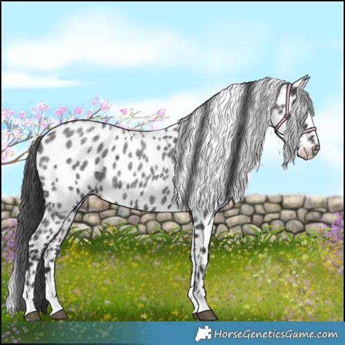 Horse Color:Blue Roan Appaloosa 