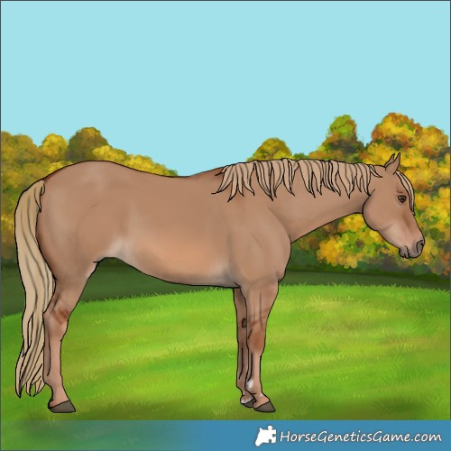 Horse Color:Red Dun 