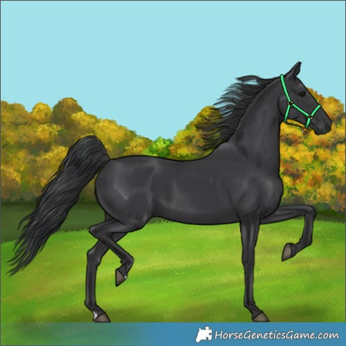 Horse Color:Black 
