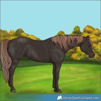 Horse Color:Liver Chestnut Rabicano 
