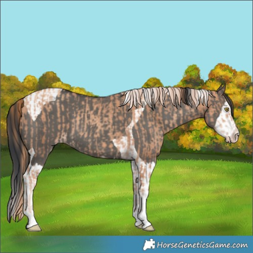 Horse Color:Gold Champagne and Grullo Splash Tobiano