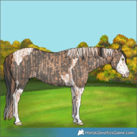 Horse Color:Gold Champagne and Grullo Splash Tobiano