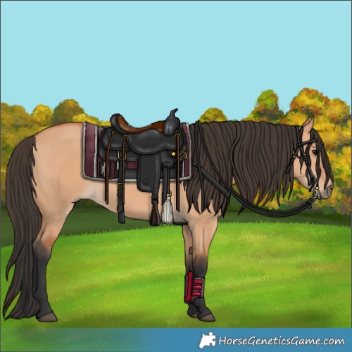 Horse Color:Bay Dun