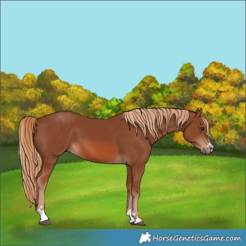 Horse Color:Chestnut 