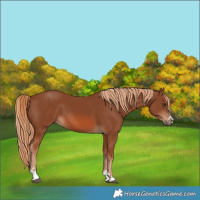Horse Color:Chestnut 