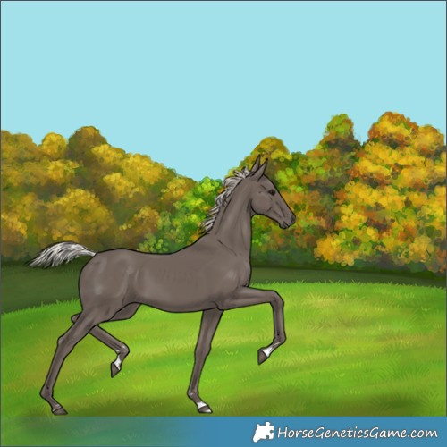 Horse Color:Silver Black 