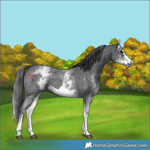 Horse Color:White Spotted Black Sabino Frame 