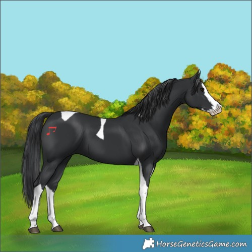 Horse Color:Black Splash Tobiano 
