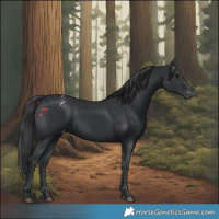 Horse Color:Black Blanket