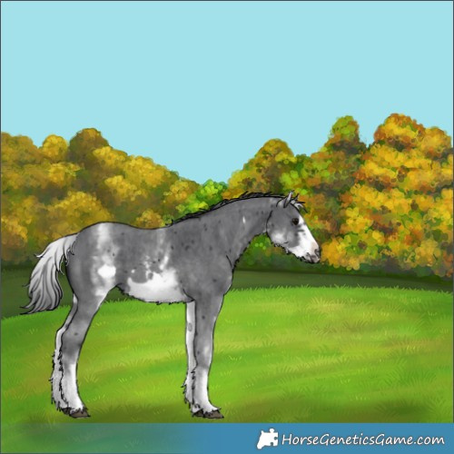 Horse Color:White Spotted Black Sabino Frame
