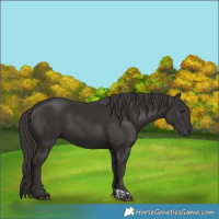 Horse Color:Smoky Black and Smoky Black
