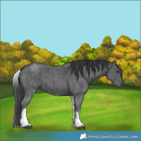 Horse Color:White Spotted Black Sabino
