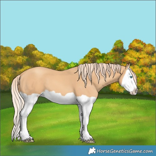 Horse Color:Gold Champagne Splash 