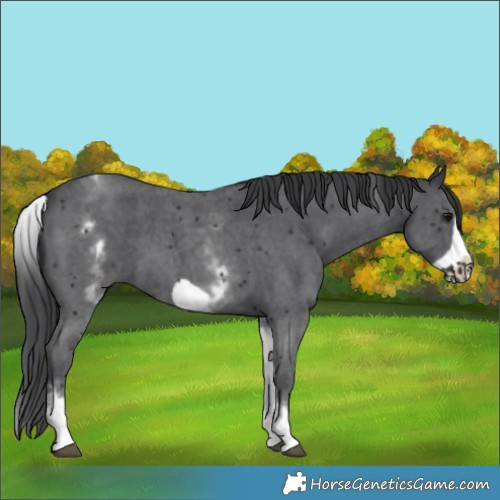 Horse Color:White Spotted Black Sabino Frame