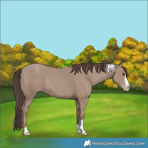 Horse Color:Classic Champagne Splash Tobiano 