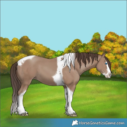 Horse Color:Classic Champagne Splash Tobiano 