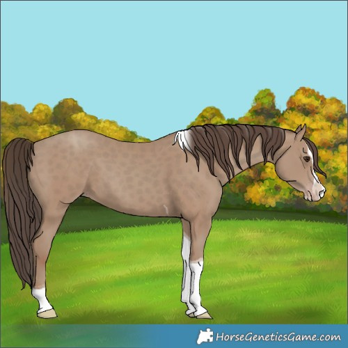 Horse Color:Classic Champagne Splash Tobiano 
