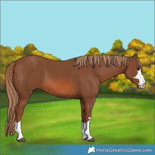 Horse Color:Chestnut 