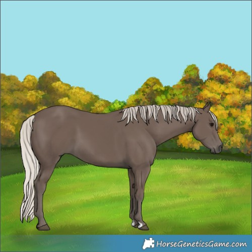 Horse Color:Silver Black