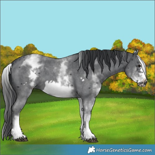 Horse Color:White Spotted Black Sabino Frame