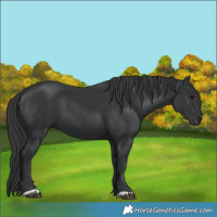 Horse Color:Black 