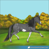 Horse Color:White Spotted Black Sabino Frame