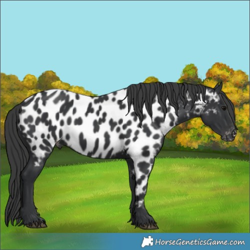 Horse Color:Black Appaloosa