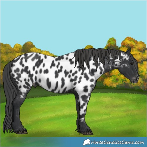Horse Color:Black Near Leopard