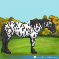 Horse Color:Black Near Leopard 