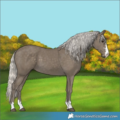 Horse Color:Silver Smoky Black 