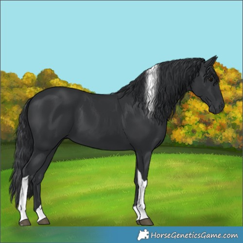 Horse Color:Black Tobiano 
