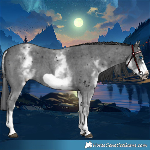 Horse Color:White Spotted Black Sabino Frame