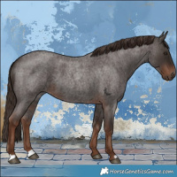Horse Color:Liver Red Roan 