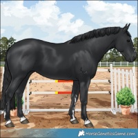 Horse Color:Black 