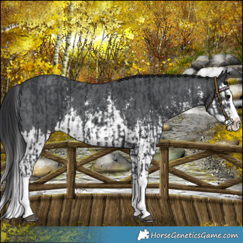 Horse Color:Black Sabino Splash and Black Sabino Splash