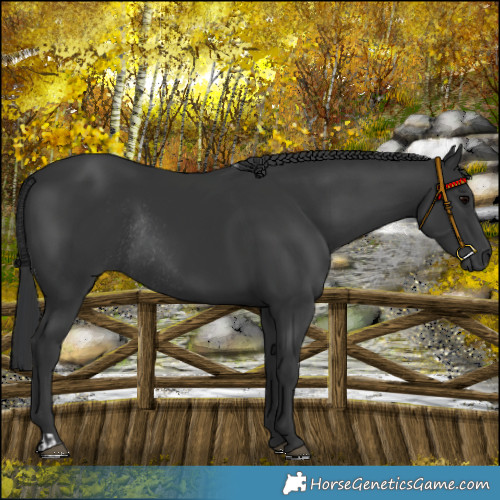 Horse Color:Black Rabicano and Black Rabicano