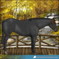 Horse Color:Black Rabicano  and Black Rabicano 